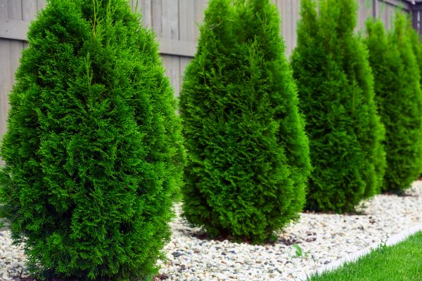Arborvitae Planting in Roseville