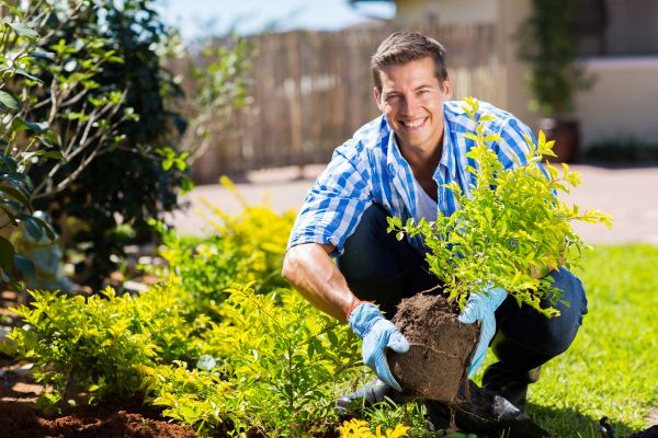 Bush Planting Service in Roseville
