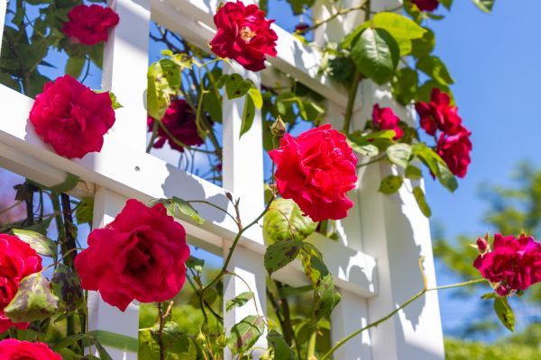 Home Gardening Service in Roseville