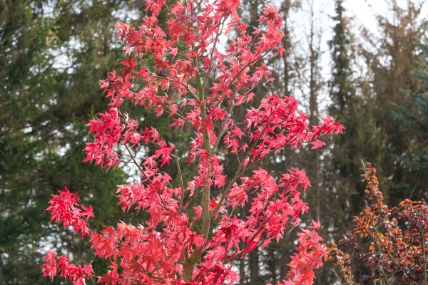 Japanese Maple Planting in Roseville