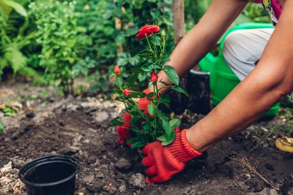 Planting Service in Roseville