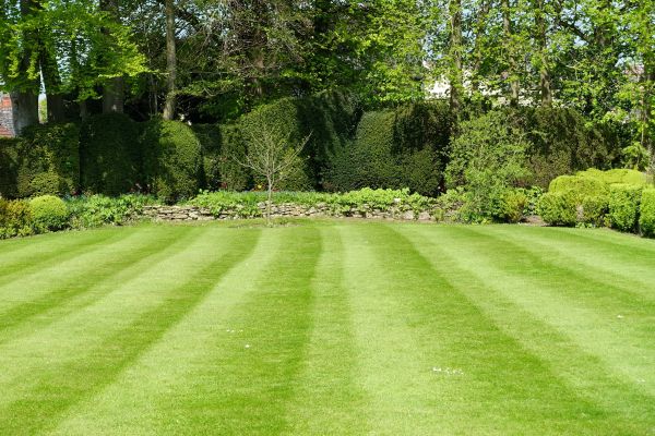 Lawn Renovation in Roseville