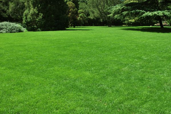 Lawn Landscaping in Roseville