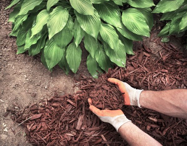 Shredded Mulch Service in Roseville