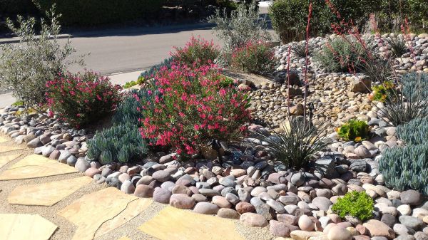Xeriscape Landscaping in Roseville