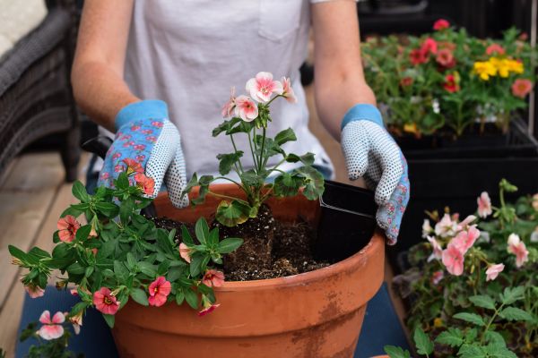 Plant Care Service in Roseville