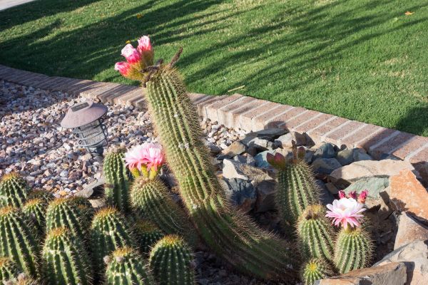 Desert Landscaping in Roseville