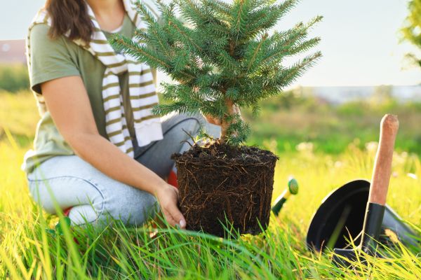 Spruce Tree Planting in Roseville