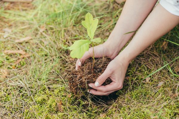 Oak Tree Planting in Roseville