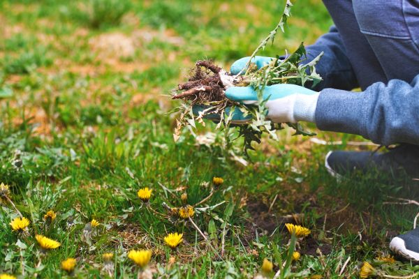Flower Bed Clearing in Roseville