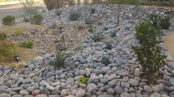 Yard Xeriscaping in Roseville