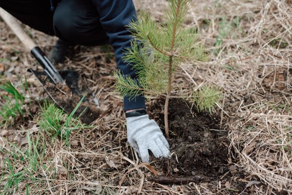Pine Tree Planting in Roseville