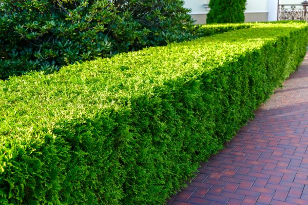 Hedge Installation in Roseville