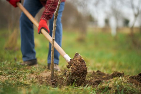 Trees Planting in Roseville