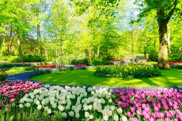 Flower Landscaping in Roseville
