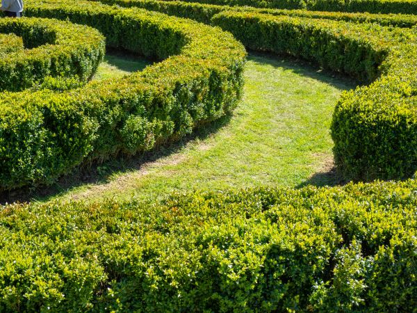 Bush Landscaping in Roseville