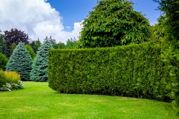 Hedge Landscaping in Roseville