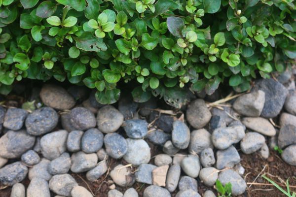 River Stone Installation in Roseville