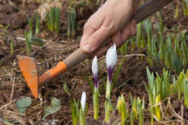 Flower Garden Weeding in Roseville