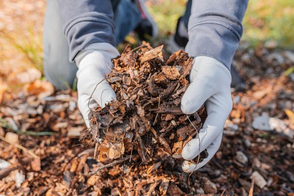 Shredded Mulch Installation in Roseville