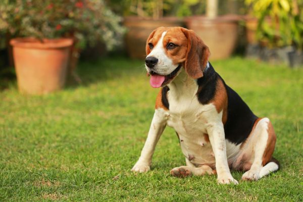 Dog Friendly Landscaping in Roseville