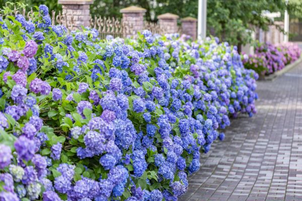 Hydrangea Landscaping in Roseville