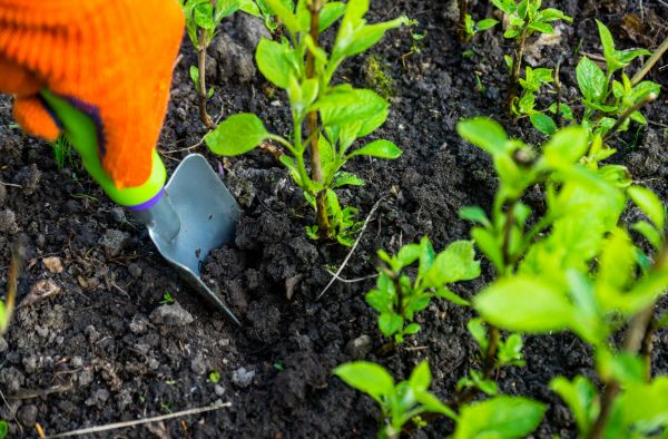 Hydrangea Planting in Roseville