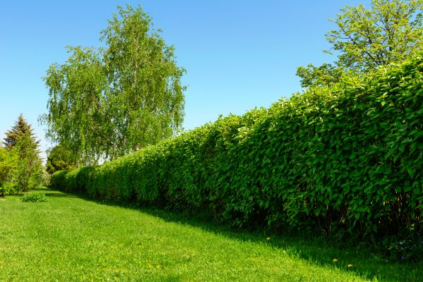 Hedge Replacement in Roseville