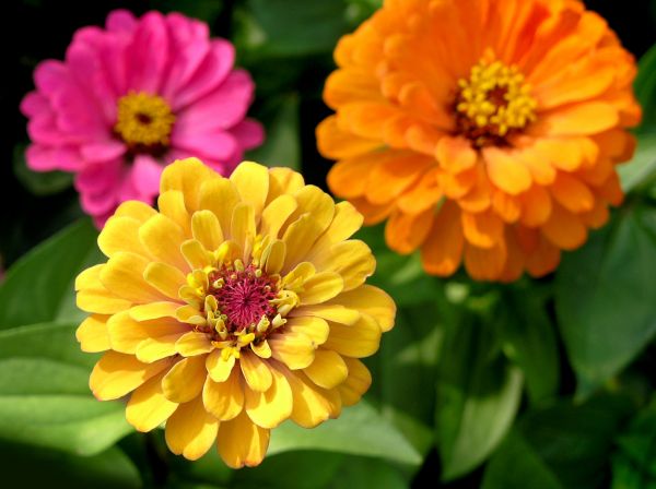 Zinnia Planting in Roseville