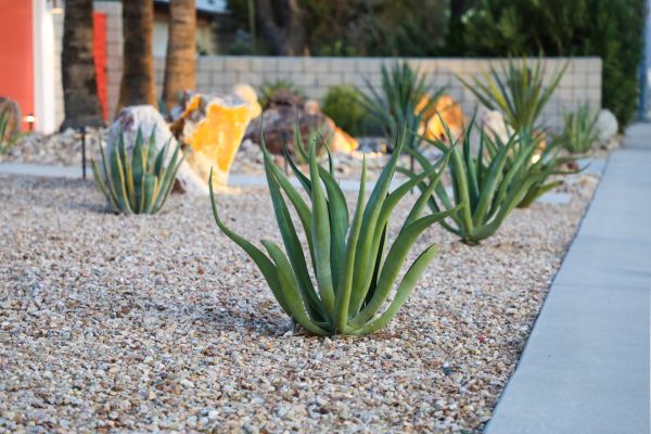 Drought Resistant Landscaping in Roseville