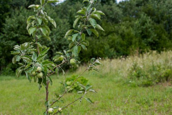 Apple Tree Planting in Roseville