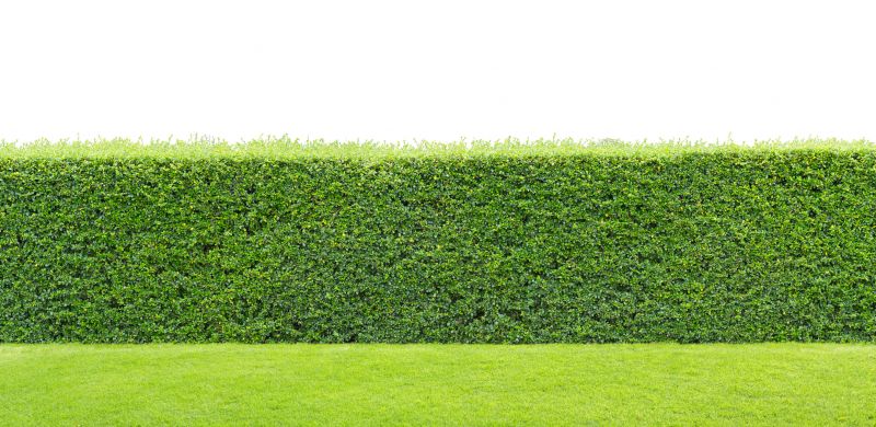 Hedge Replacement