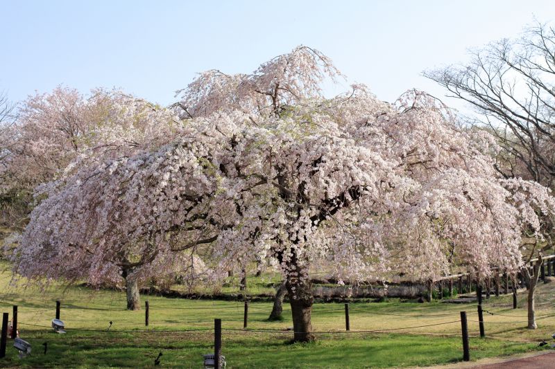 Japanese Cherry Tree Planting
